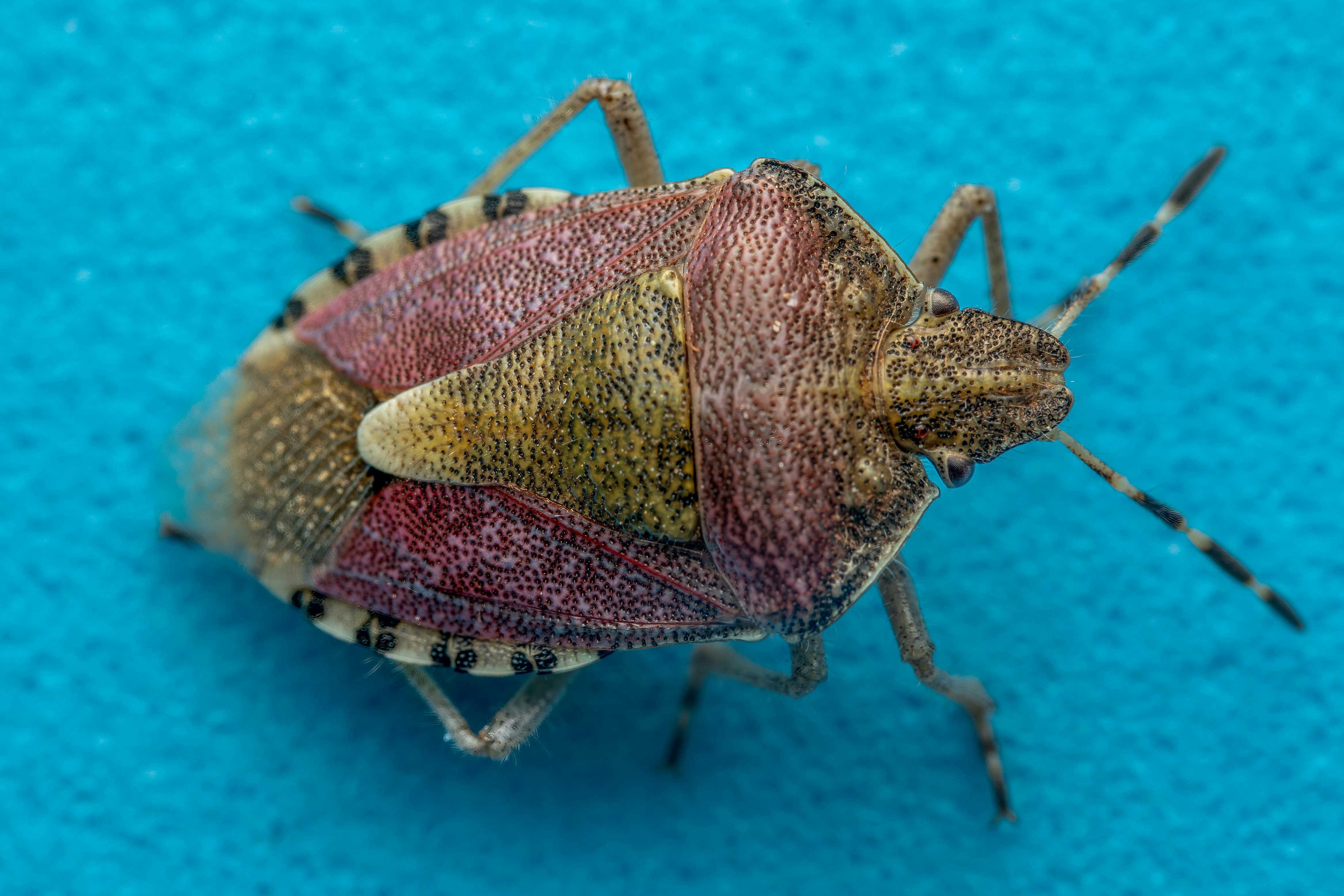 affordable bed bug specialists