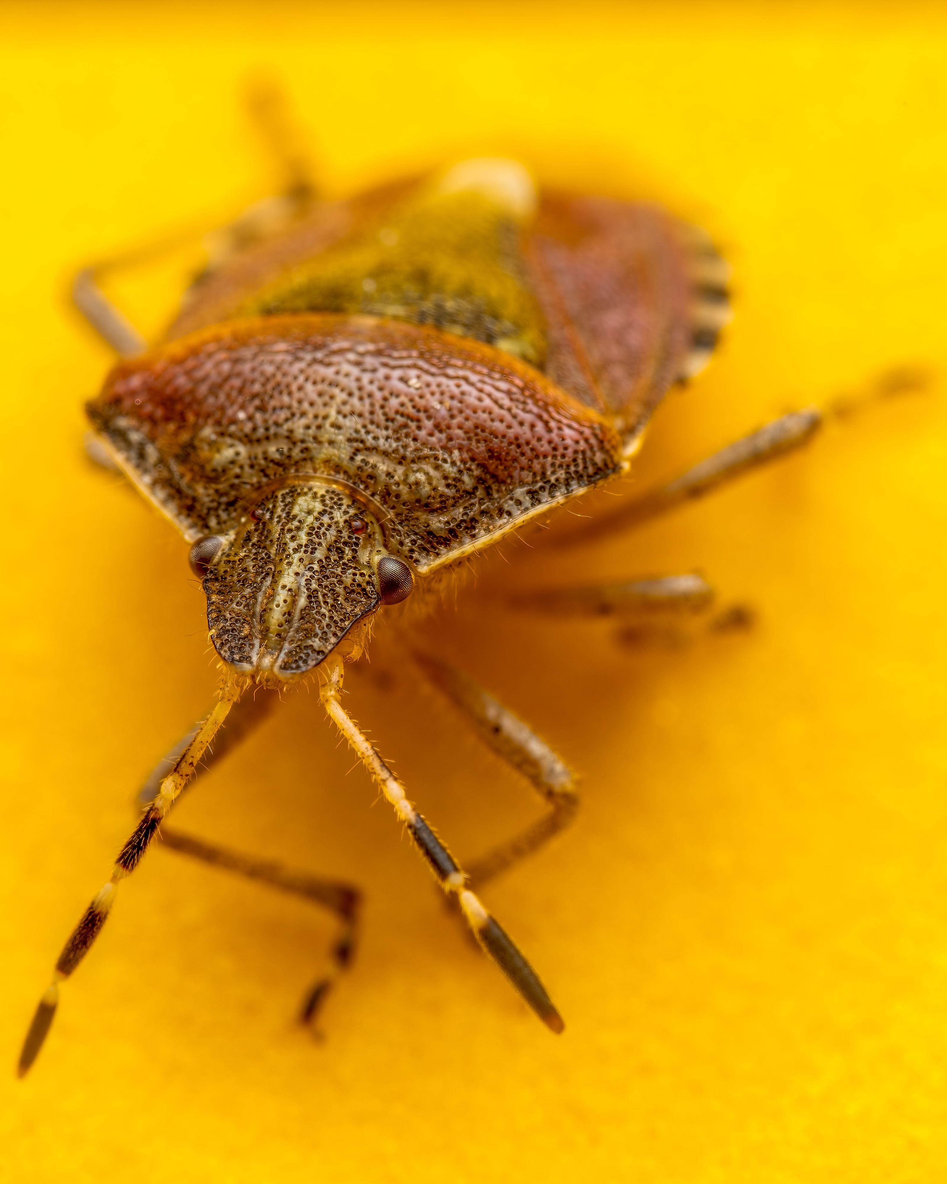 Detailed macro of a stink bug showcasing its texture and color on a vibrant yellow background.