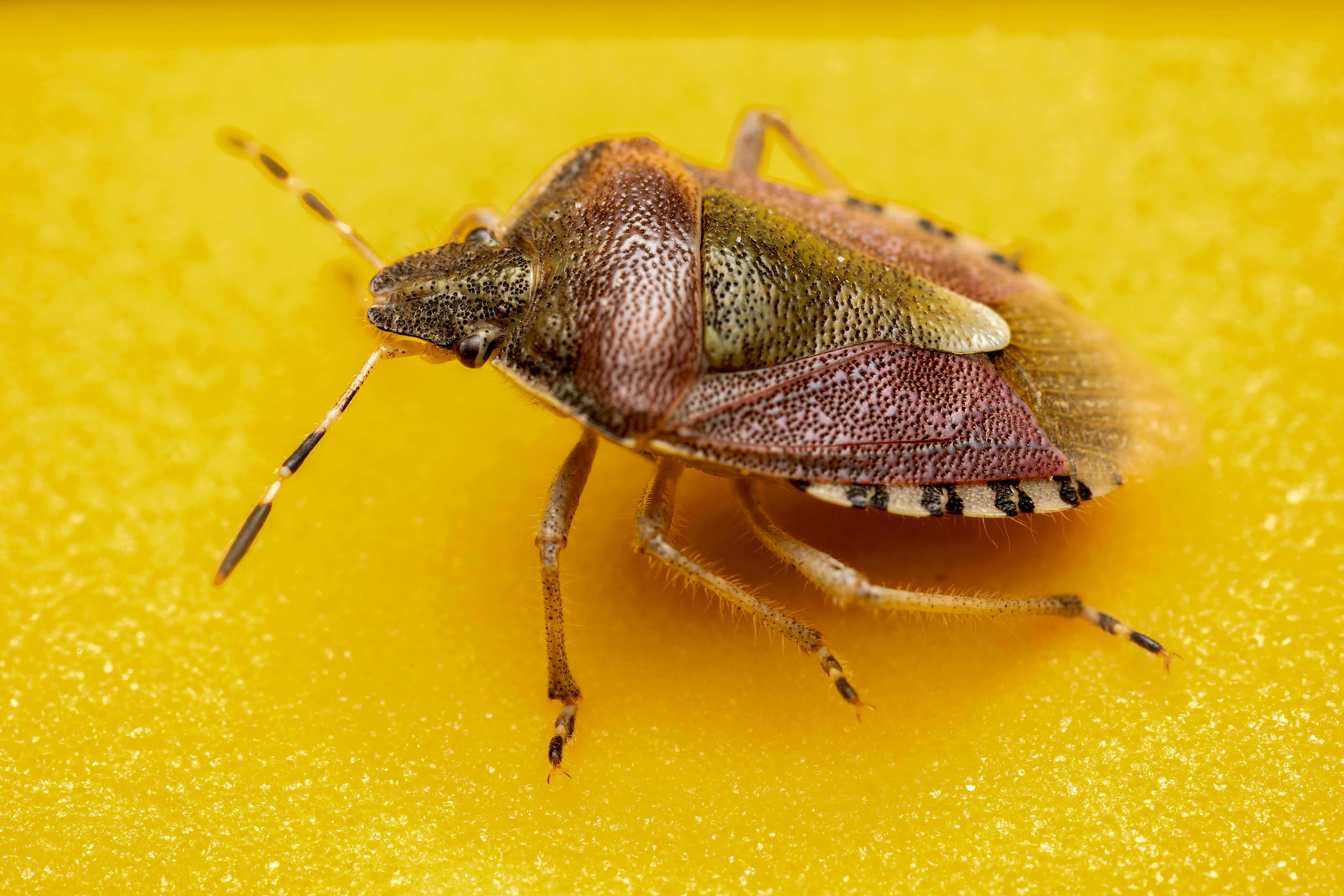 bed bug control near me