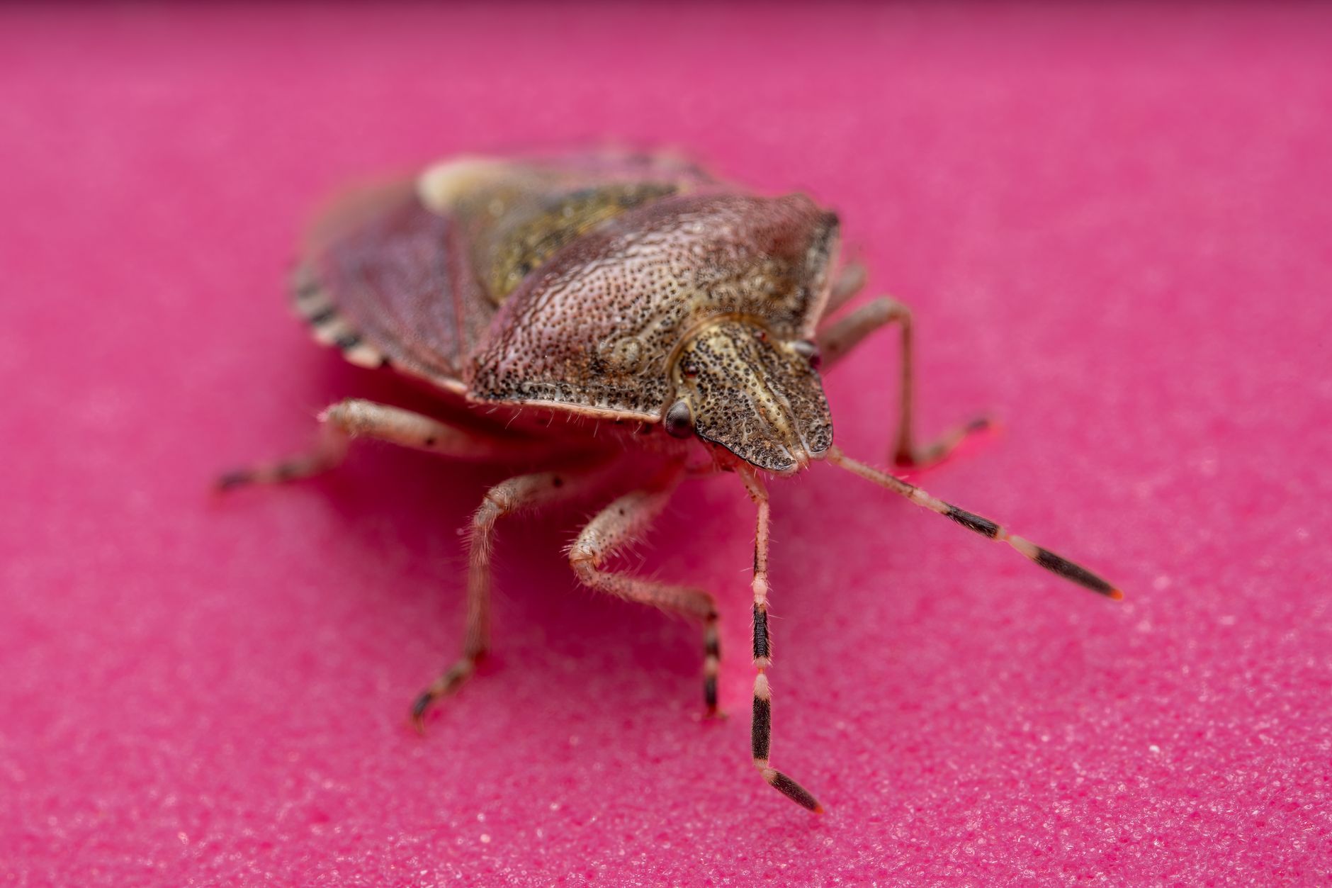 Close-up of a stink bug (Pentatomidae) showcasing intricate details on a vibrant pink background.