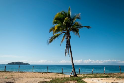 Free Palm tree on a tranquil beach in Jalisco, Mexico, perfect tropical getaway. Stock Photo