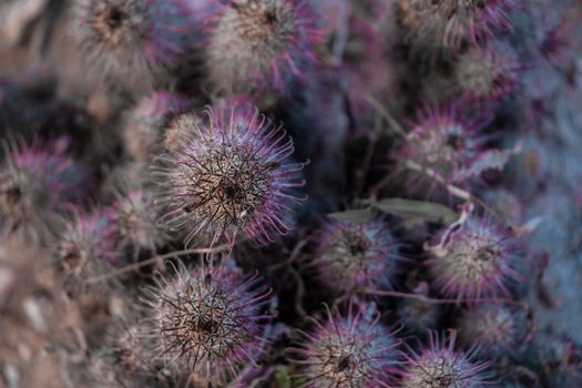 Close-up of purple thistle flowers showcasing unique textures and colors in Jalisco, Mexico.