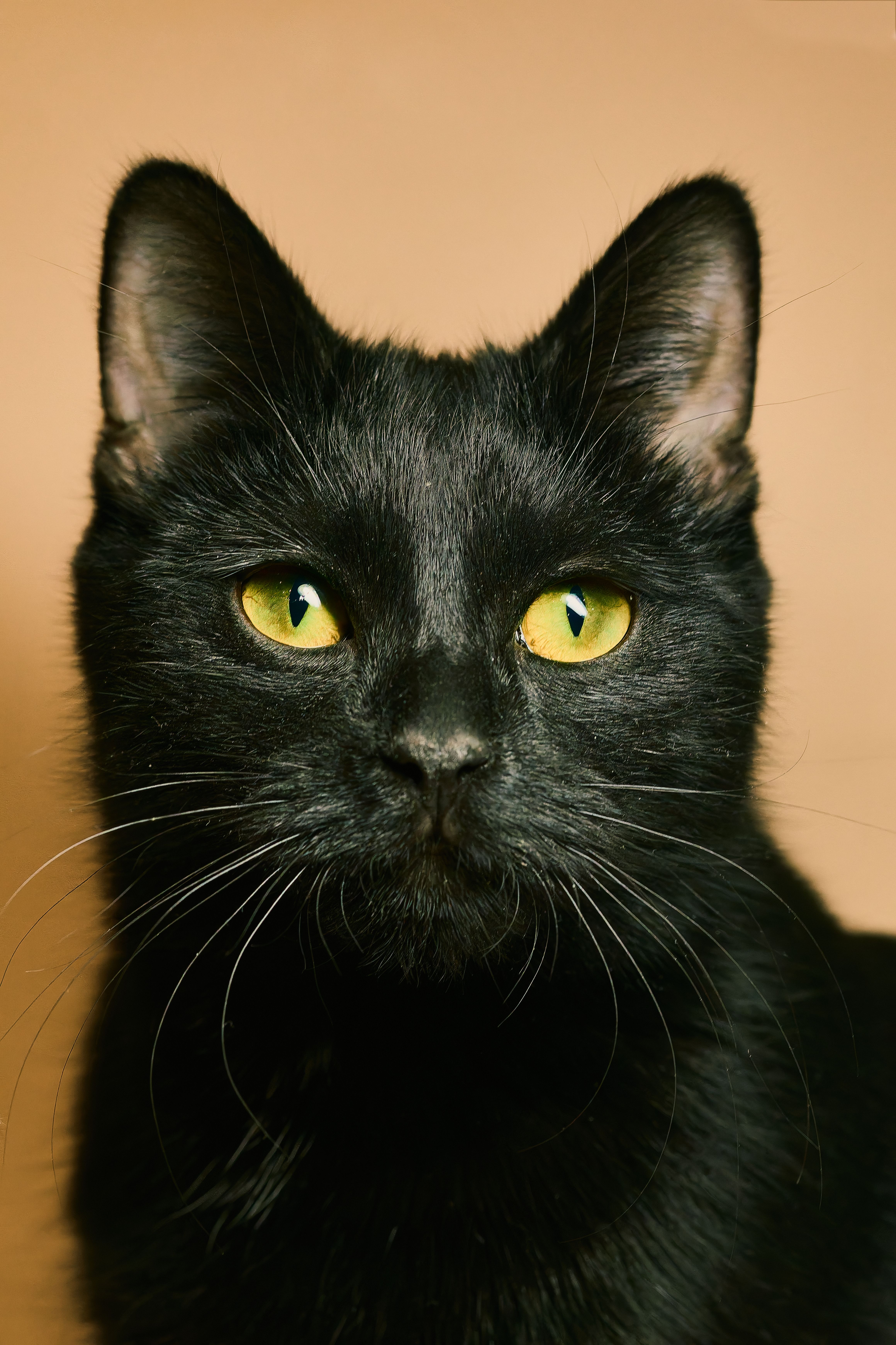 Close-up portrait of a black cat with striking green eyes against a neutral background.