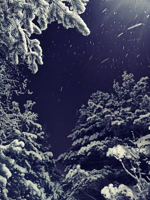 Sneeuw Bedekte Bomen