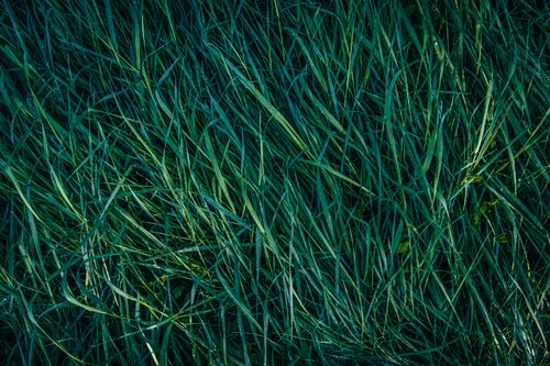 Free Detailed close-up of lush green grass with morning dew showcasing natural textures. Stock Photo