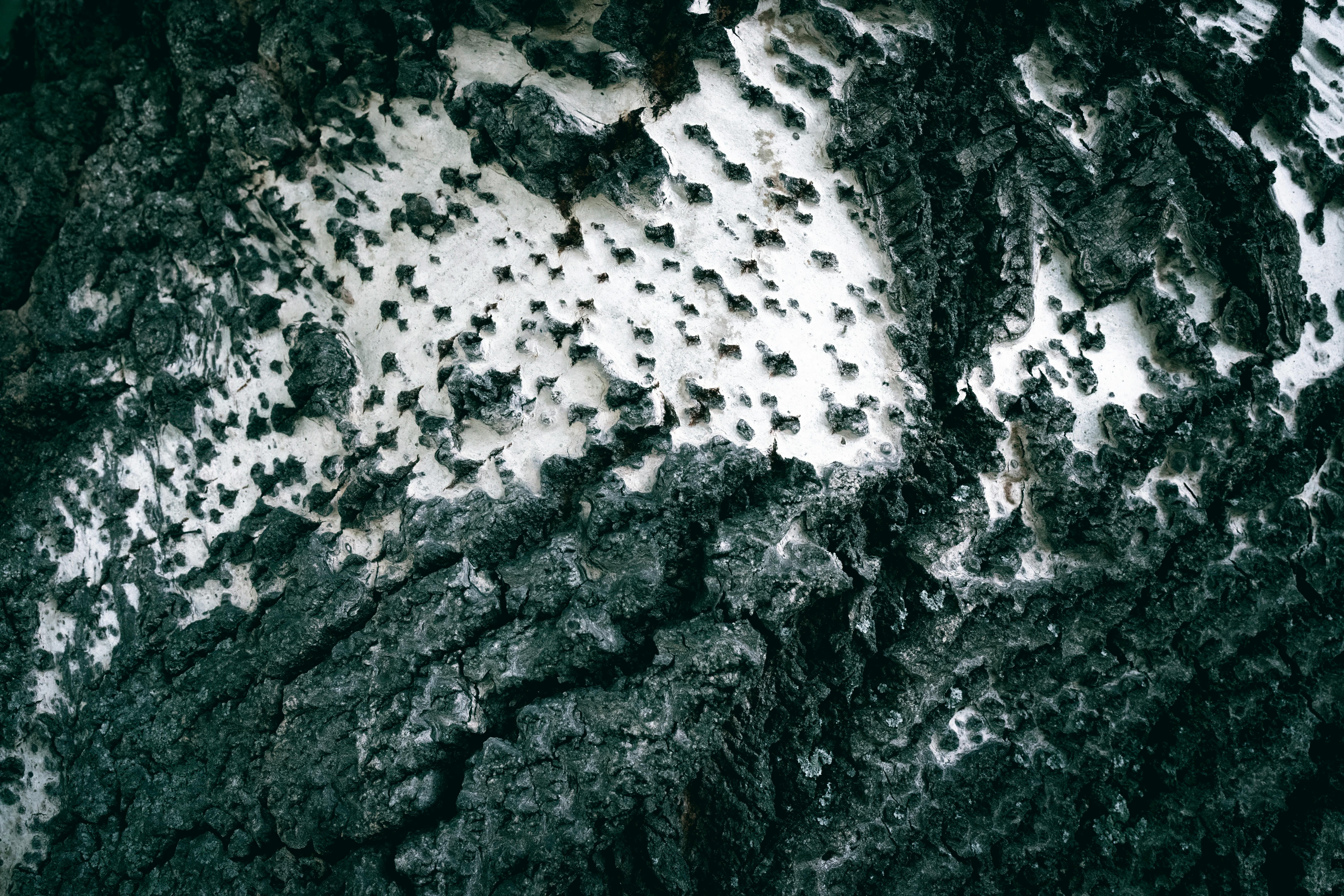 Δωρεάν Αποτύπωση τραχιού φλοιού δέντρου που παρουσιάζει περίπλοκες υφές και μοτίβα. Φωτογραφία από στοκ φωτογραφιών