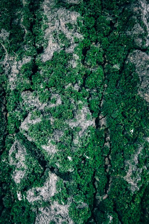 Free Detailed close-up of tree bark with vibrant green moss growth, showcasing natural texture. Stock Photo