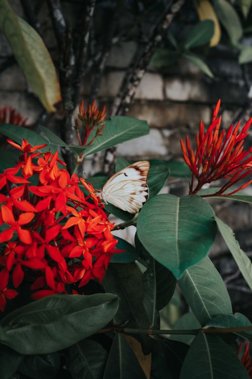 Free A white butterfly delicately lands on vibrant red Ixora flowers outdoors. Stock Photo