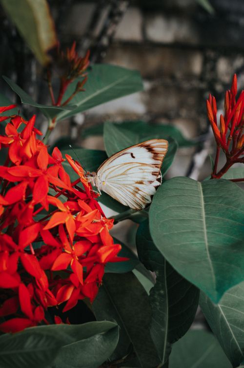 Free Close-up of a white butterfly perched on vibrant red Ixora flowers amidst lush green leaves. Stock Photo