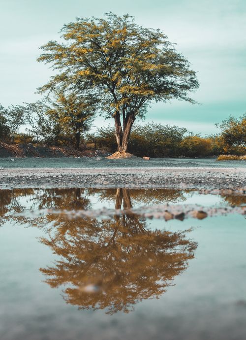 Free A serene tree reflection in a puddle creates a symmetrical nature scene outdoors. Stock Photo