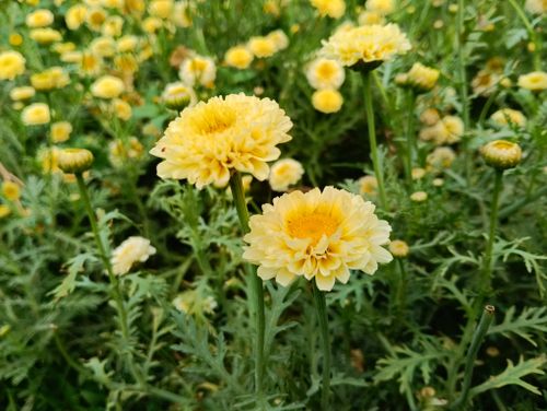 Free Vibrant yellow chrysanthemums in a lush garden setting, perfect for spring themes. Stock Photo