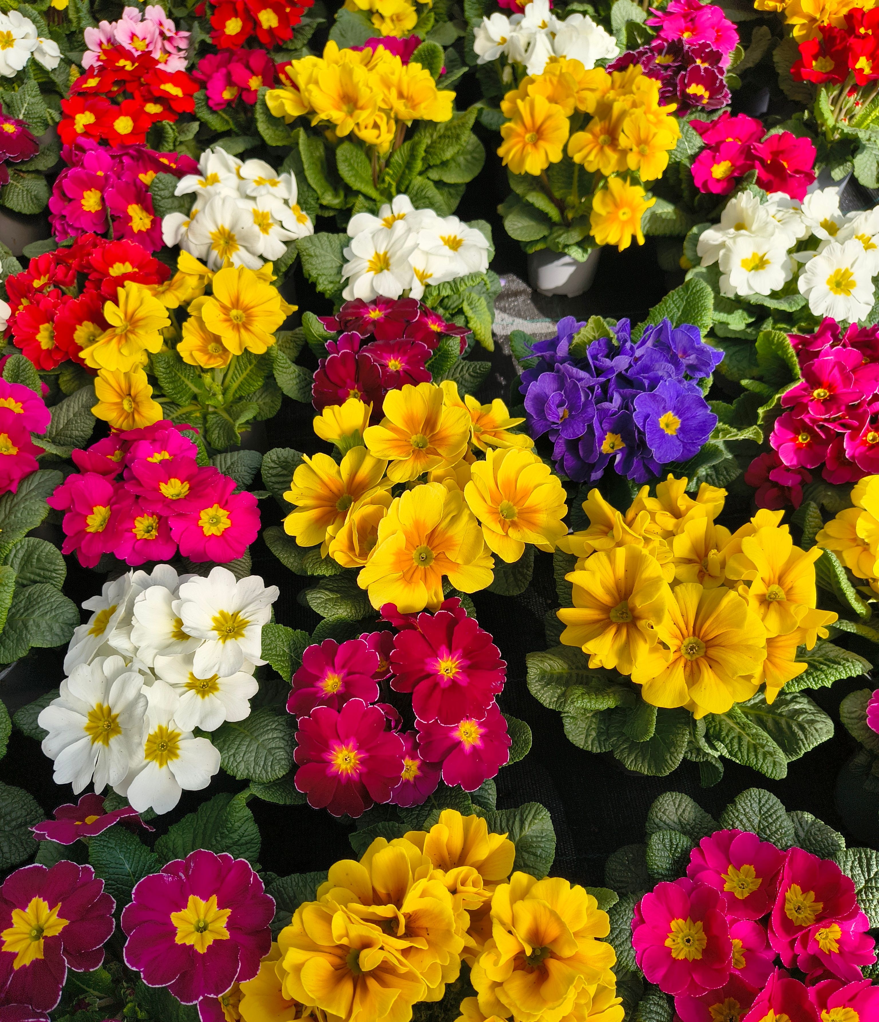 Vibrant Primroses in Full Bloom Captured Outdoors · Free Stock Photo