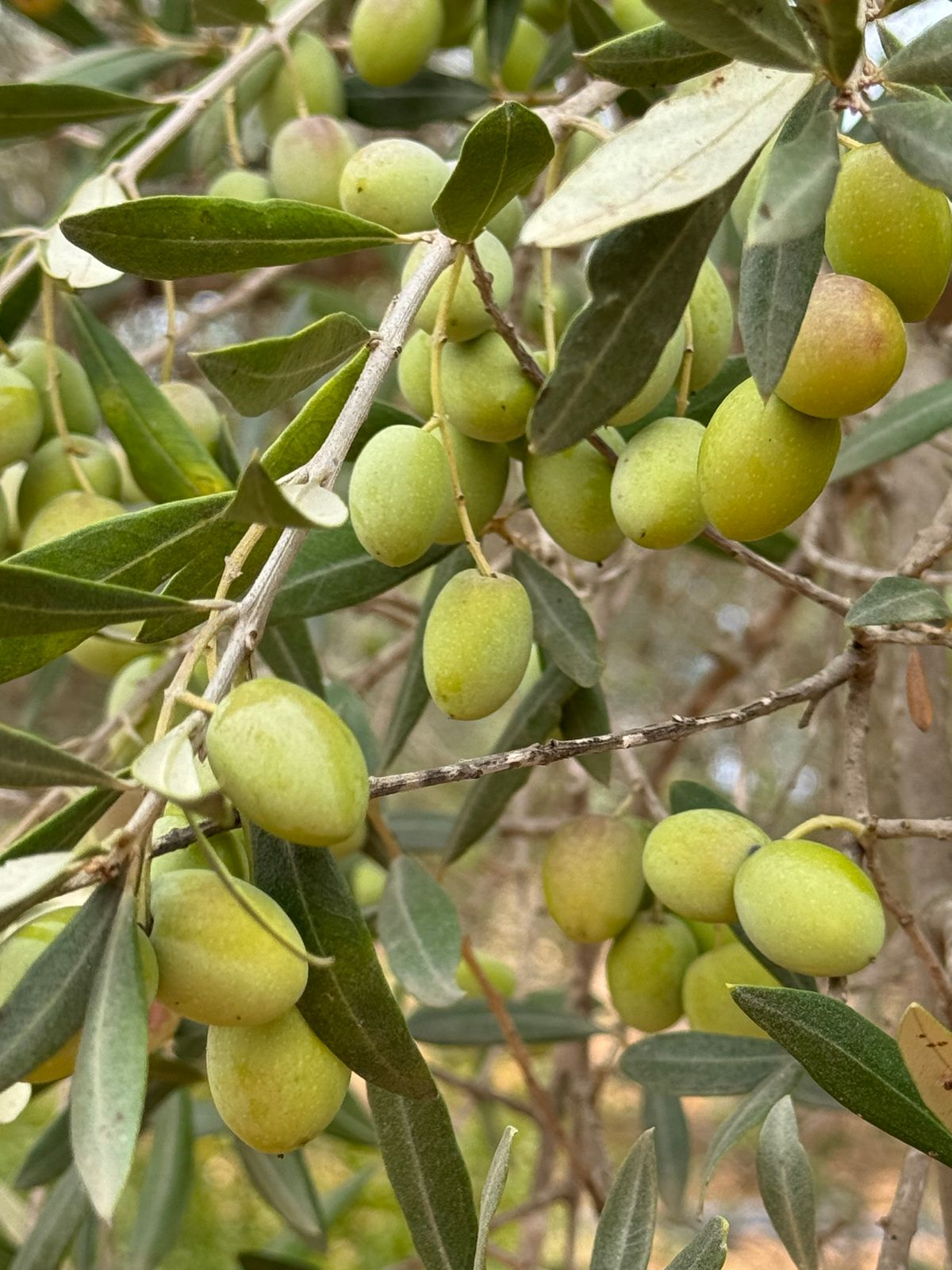 Traditional Castile Olive Soap