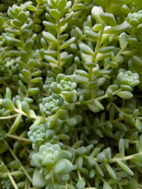 Free Lush close-up of green Sedum succulents showcasing their texture and natural beauty. Stock Photo