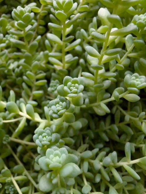 Free Detailed close-up of lush green succulent plants with a soft texture. Stock Photo