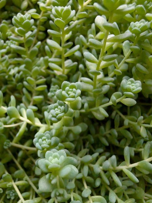 Free Detailed close-up of vibrant green Sedum plants showcasing lush foliage. Stock Photo