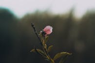Delicate Pink Blossom with Bokeh Background