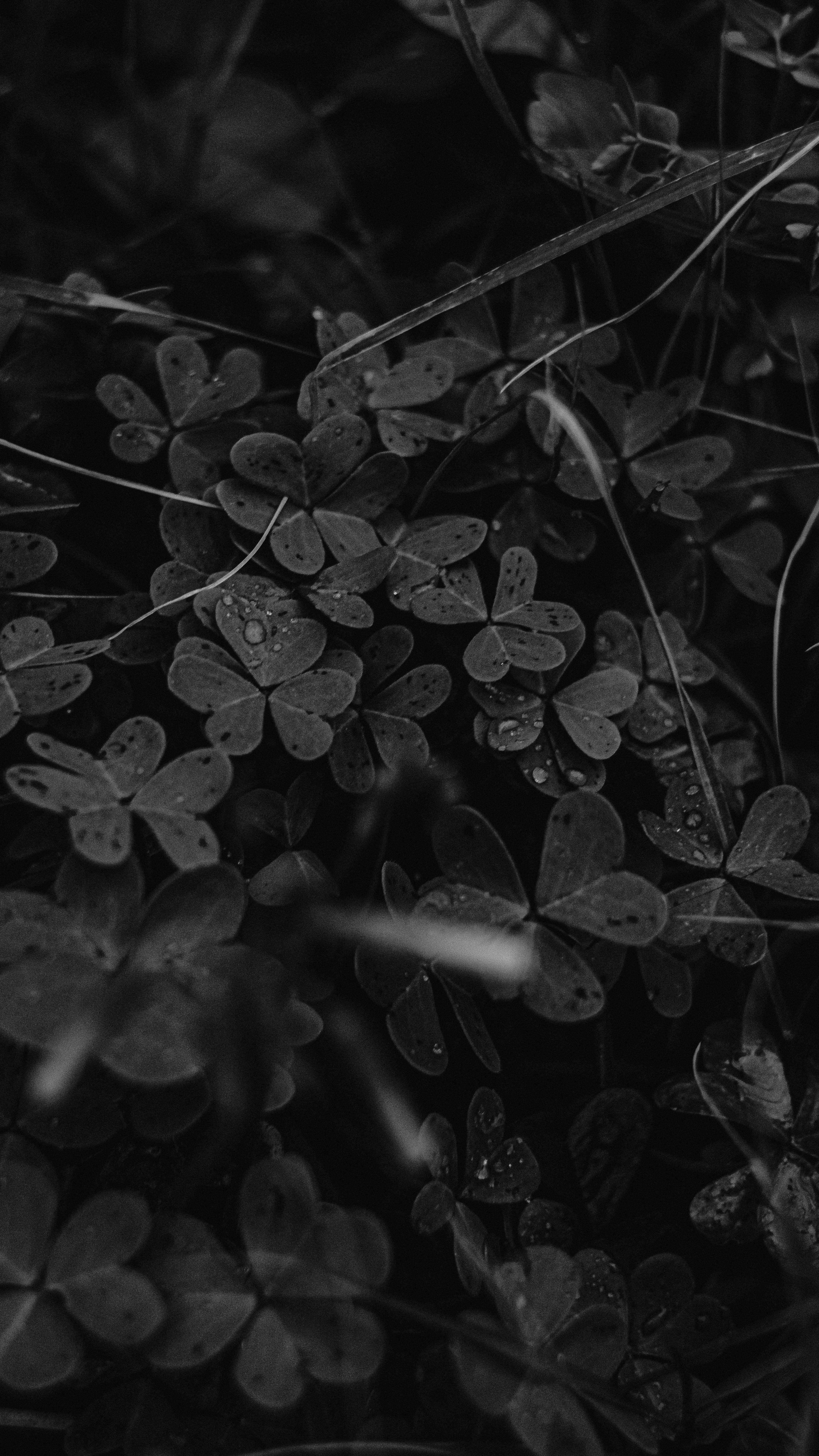 Gratis Una suggestiva immagine in bianco e nero di foglie di trifoglio ricoperte di rugiada, che cattura una serena scena naturale. Foto a disposizione