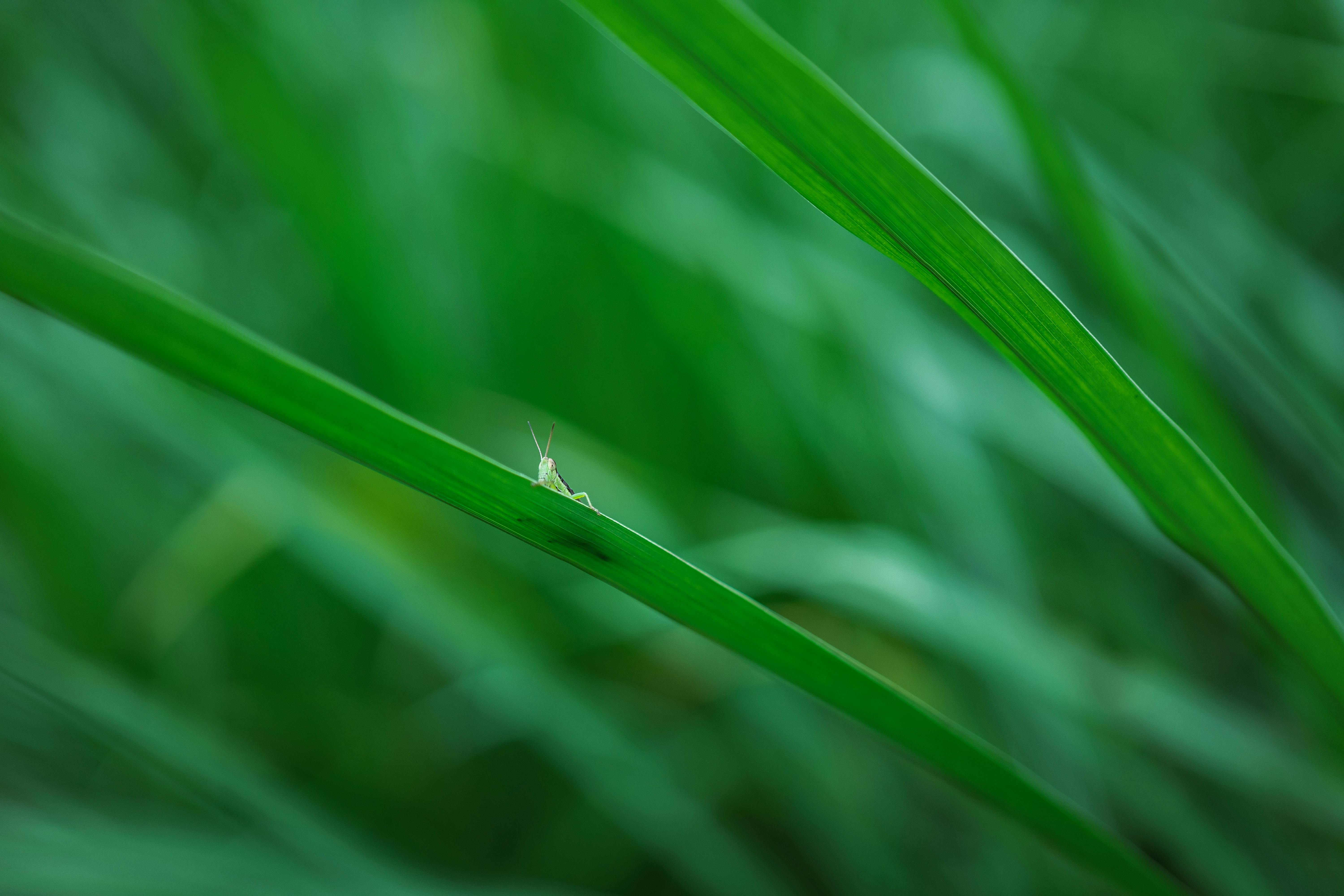 無料 青々とした草に囲まれた葉の上に止まるバッタをマクロ撮影した写真。自然の美しさを際立たせている。 写真素材