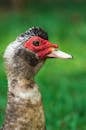 Close-up of Muscovy Duck with Vibrant Red Face