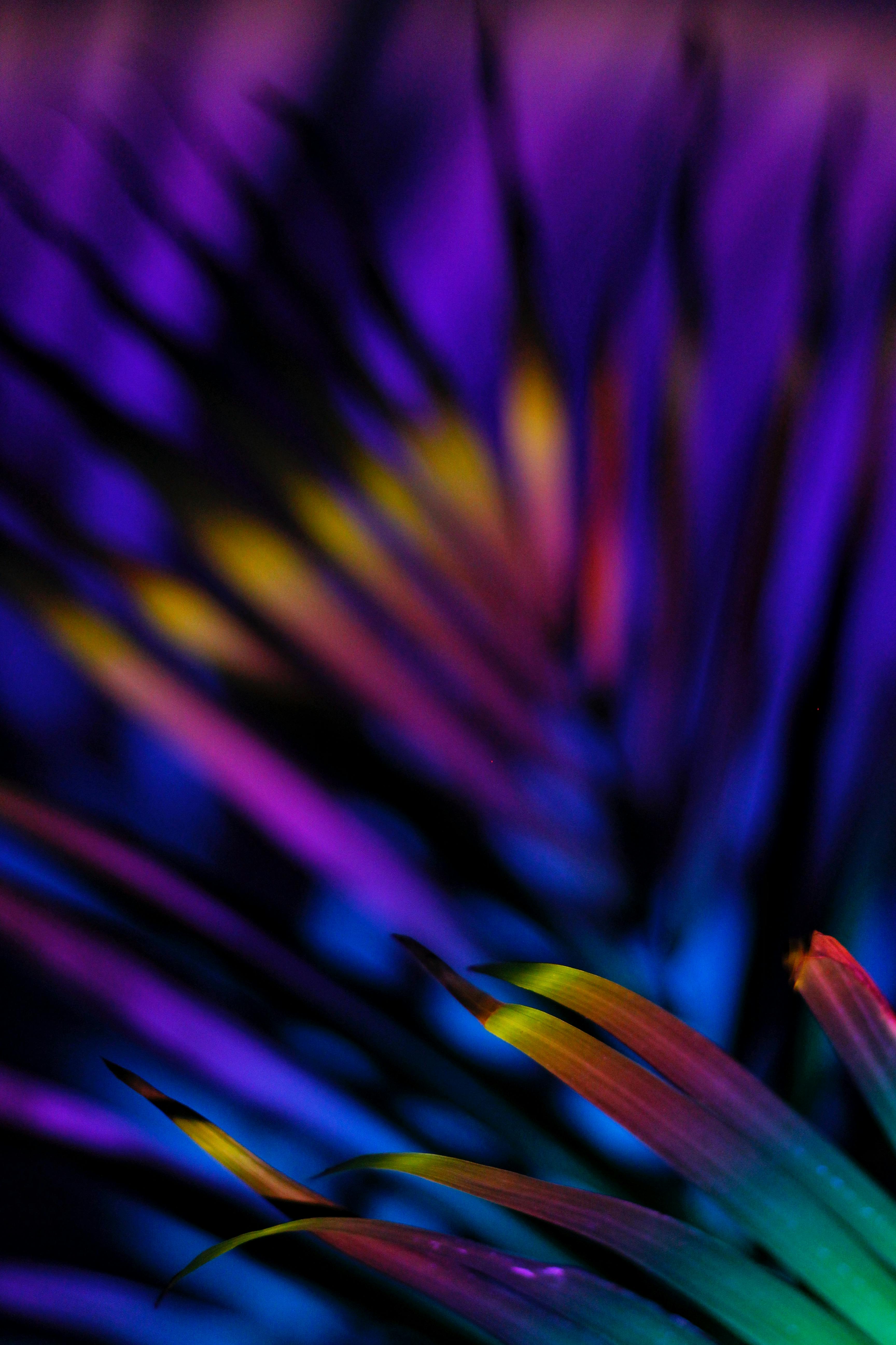 Gratis Foglie tropicali colorate che creano un vivace motivo astratto. Foto a disposizione