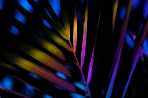 Free Abstract palm leaf with vivid neon colors creating a striking visual effect. Stock Photo