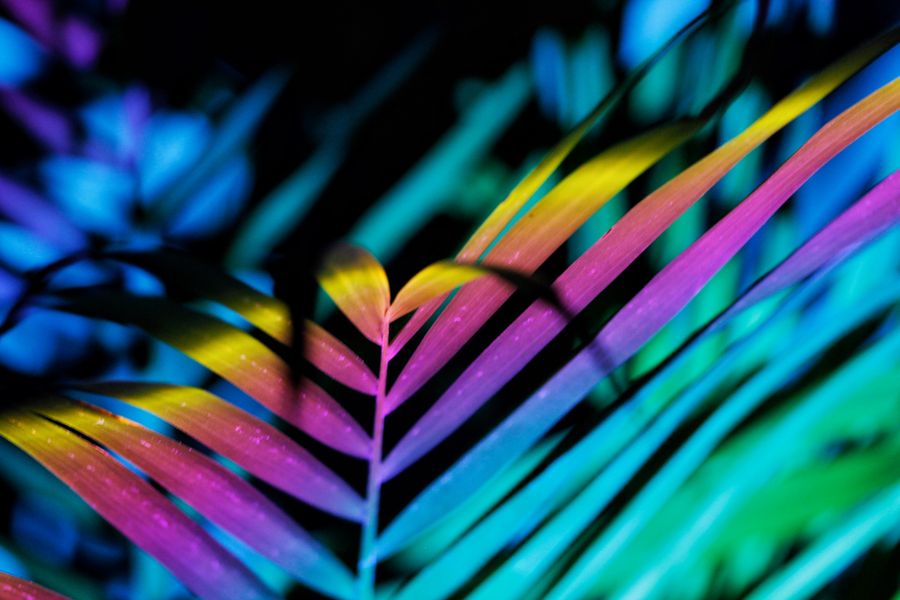 Palm frond lit in rainbow colour — photo by Sephina Cornwall on Pexels