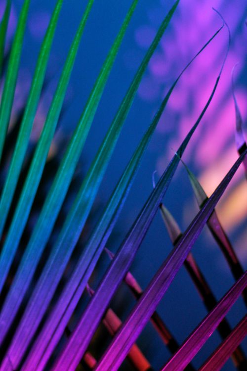 Free Colorful abstract image of a palm leaf with neon lighting and bold hues. Stock Photo