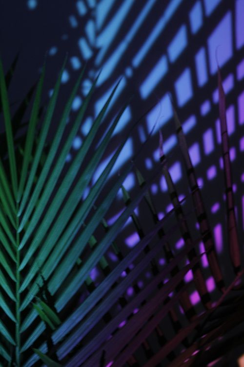 Free Vibrant shadows of palm leaves on a multicolored wall create a striking visual. Stock Photo