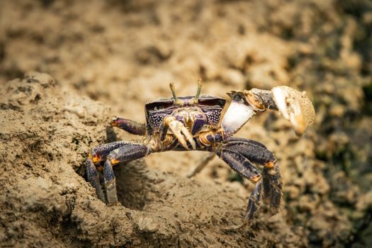 Up-close view of a colorful fiddler crab emerging from muddy terrain, showcasing its large claw and detailed textures.