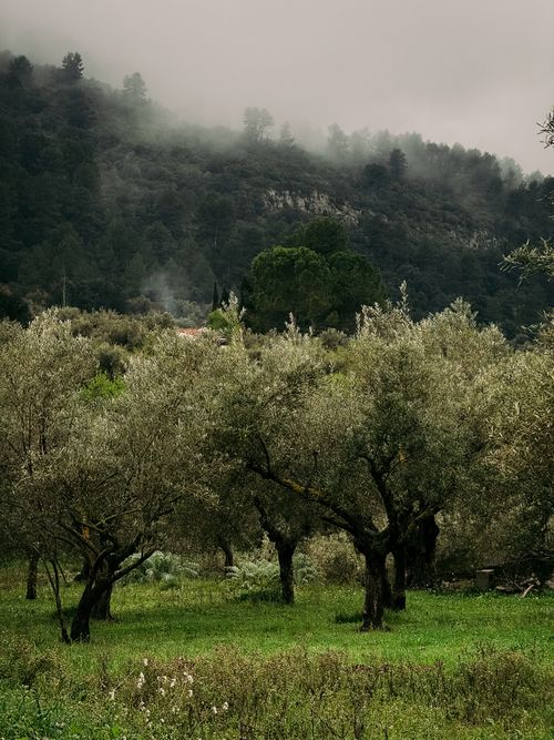 Free A serene view of an olive grove with mist-covered mountains in Bocairente, Valencia. Stock Photo