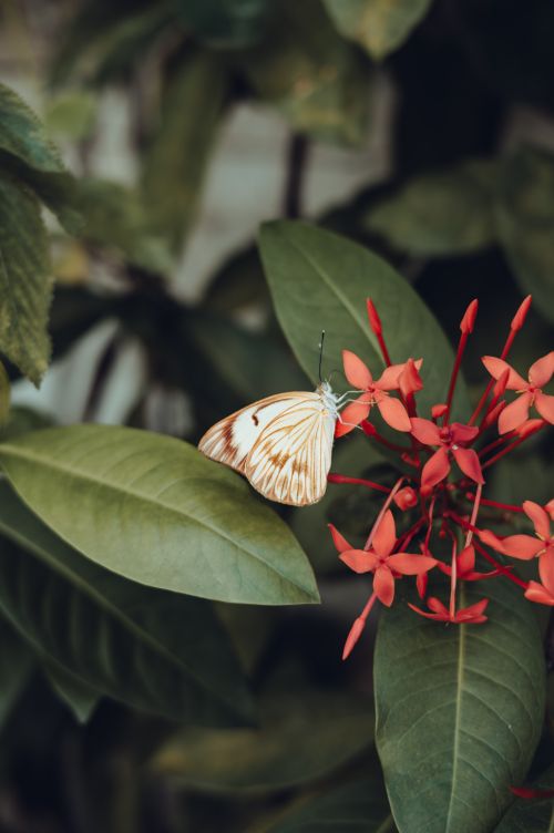 Free White butterfly perched on vibrant red Ixora flowers surrounded by lush green leaves outdoors. Stock Photo