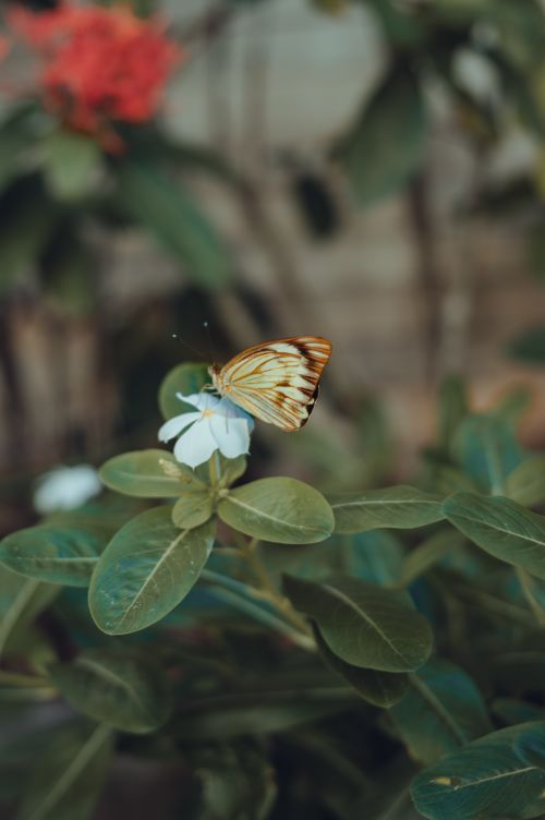Free A butterfly perched on leaves captures nature's delicate beauty and tranquility. Stock Photo