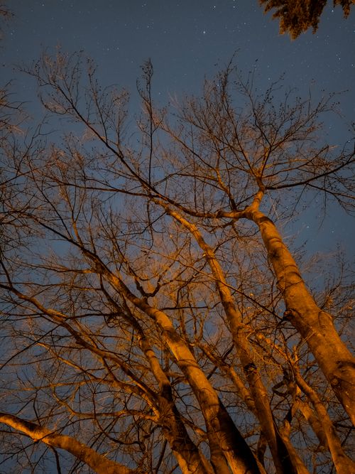 Free Bare trees silhouetted against a starry night sky create a serene, natural atmosphere. Stock Photo