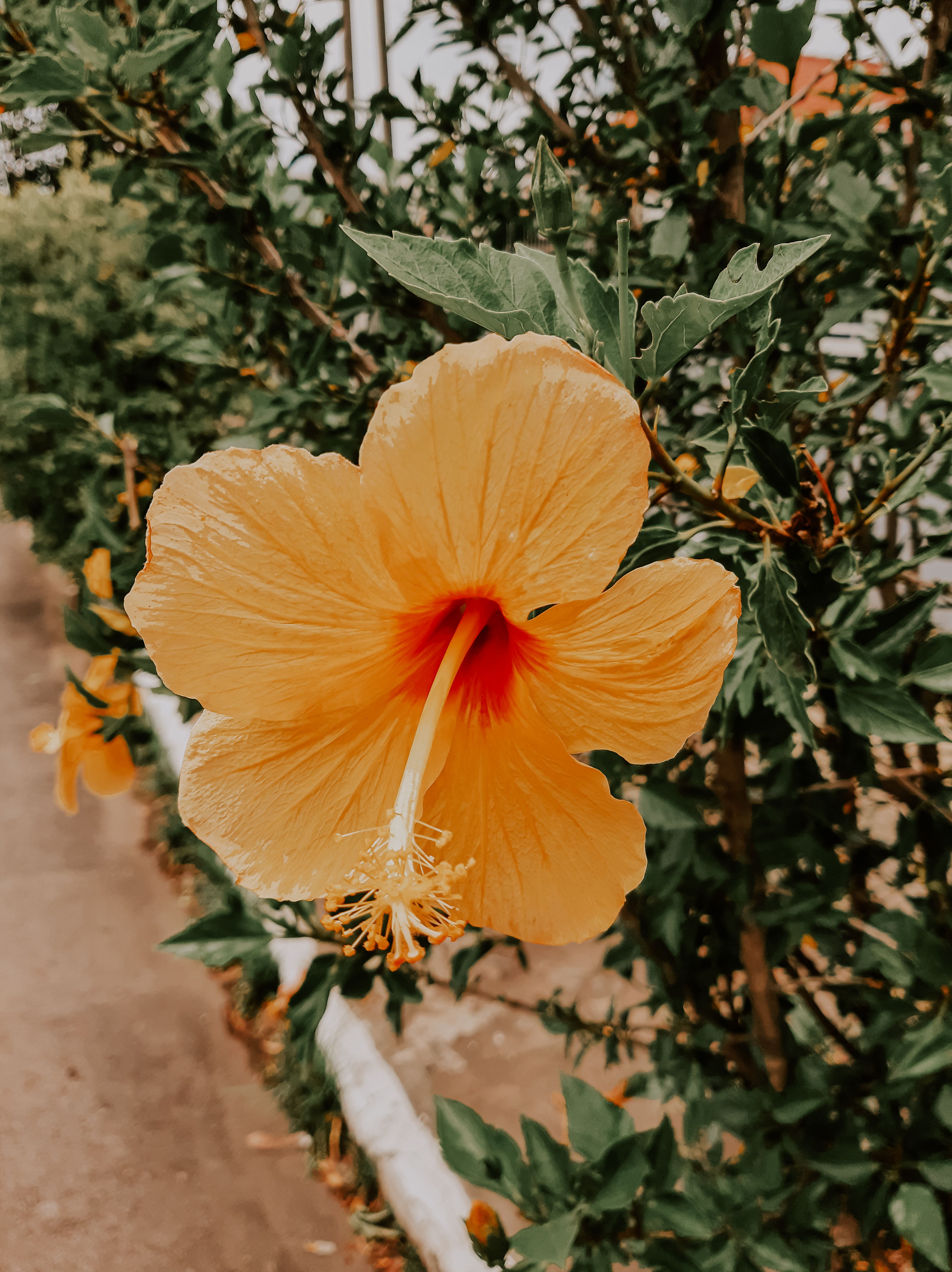 Vibrant Yellow Hibiscus in Full Bloom Outdoors · Free Stock Photo