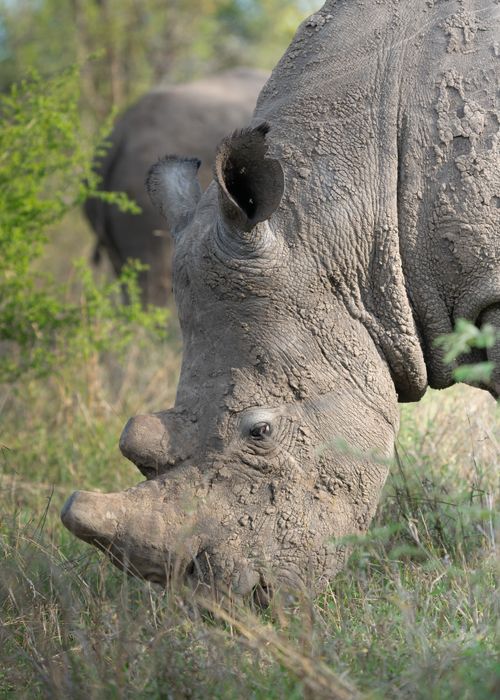 Free Intimate portrait of a rhinoceros grazing in the wild in South Africa, highlighting conservation efforts. Stock Photo