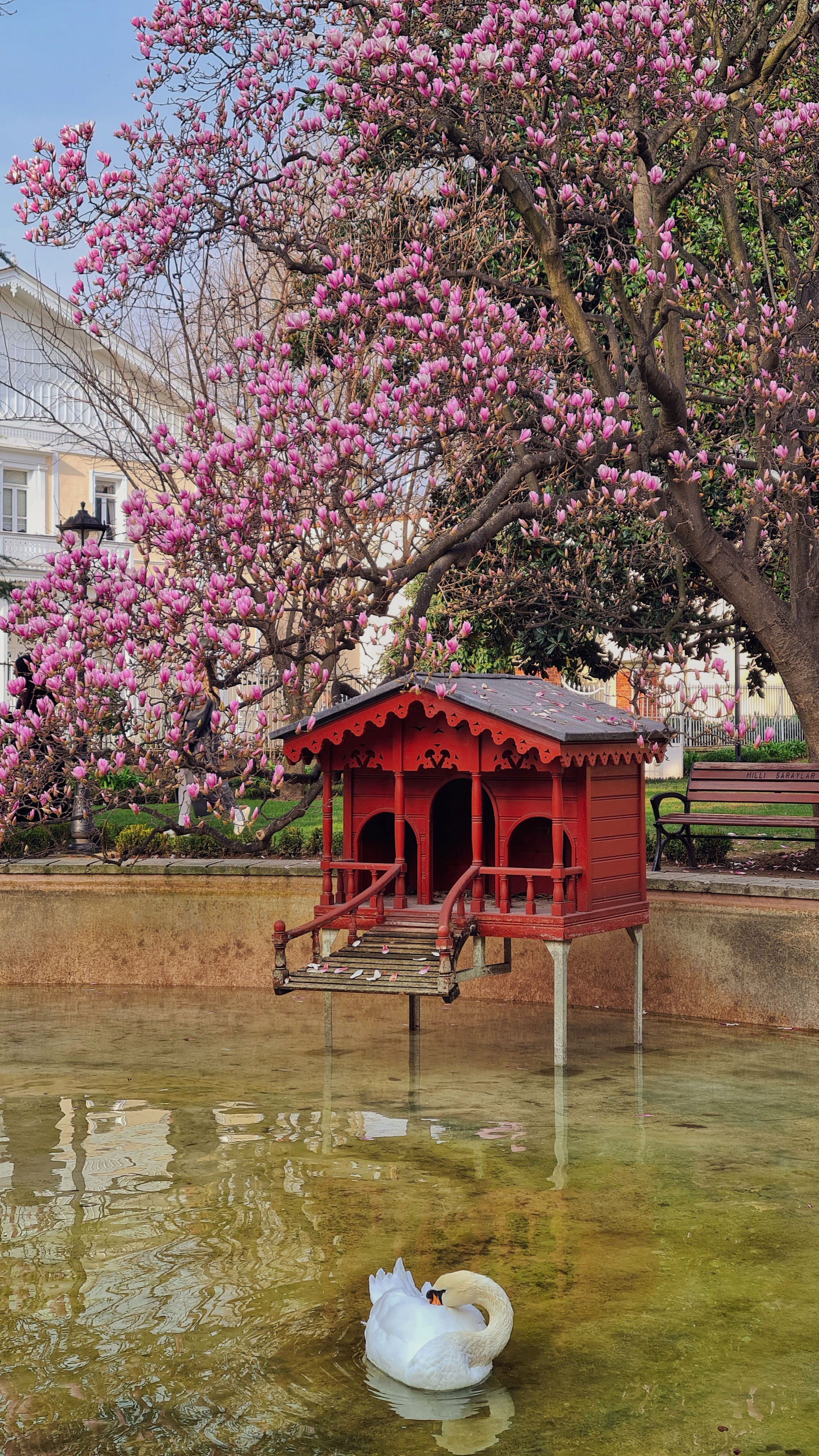 Red swan house nestled in İstanbul park with blooming magnolias and graceful swan.