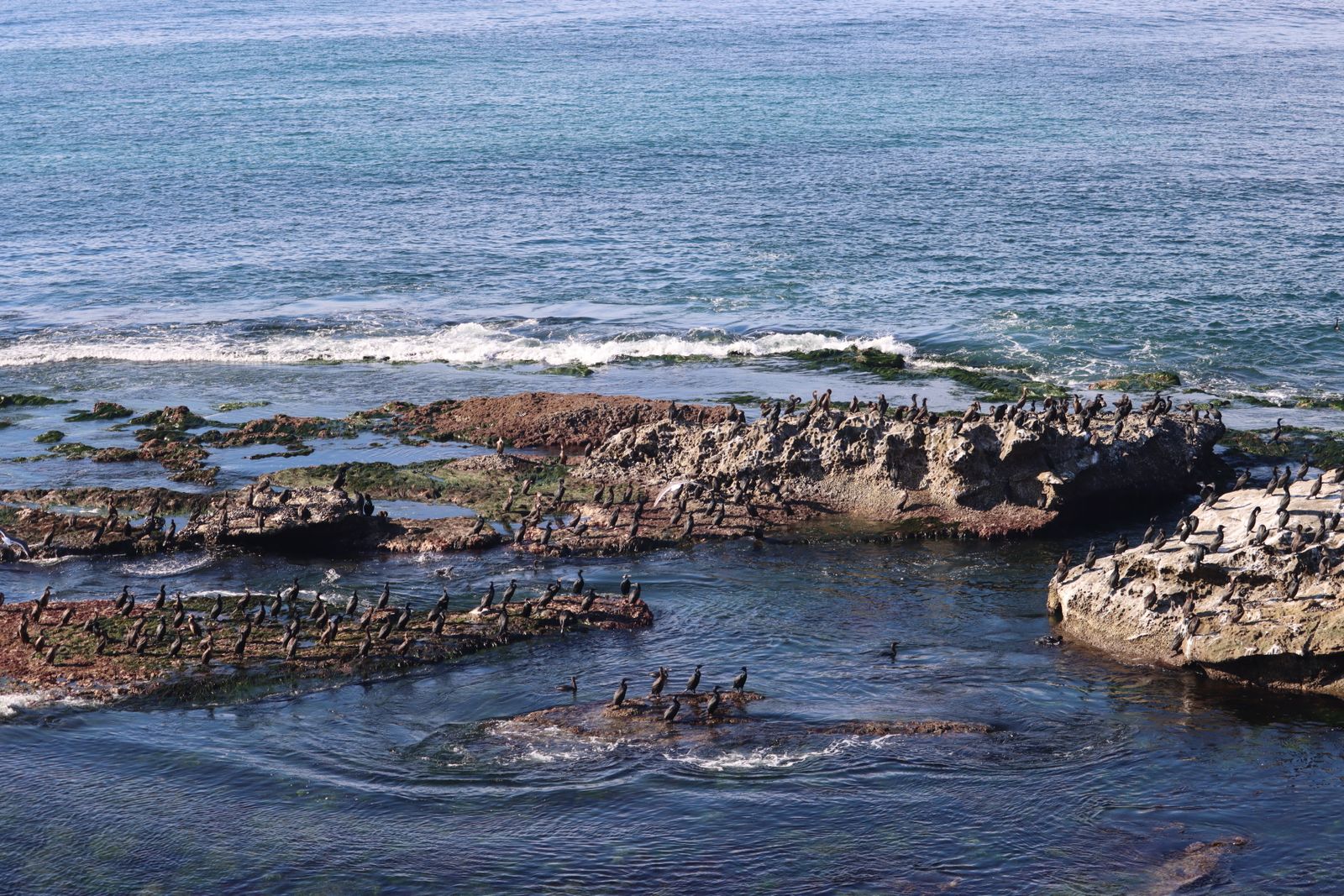 La Jolla's tide pools at low tide — check a tide chart before you go</li>