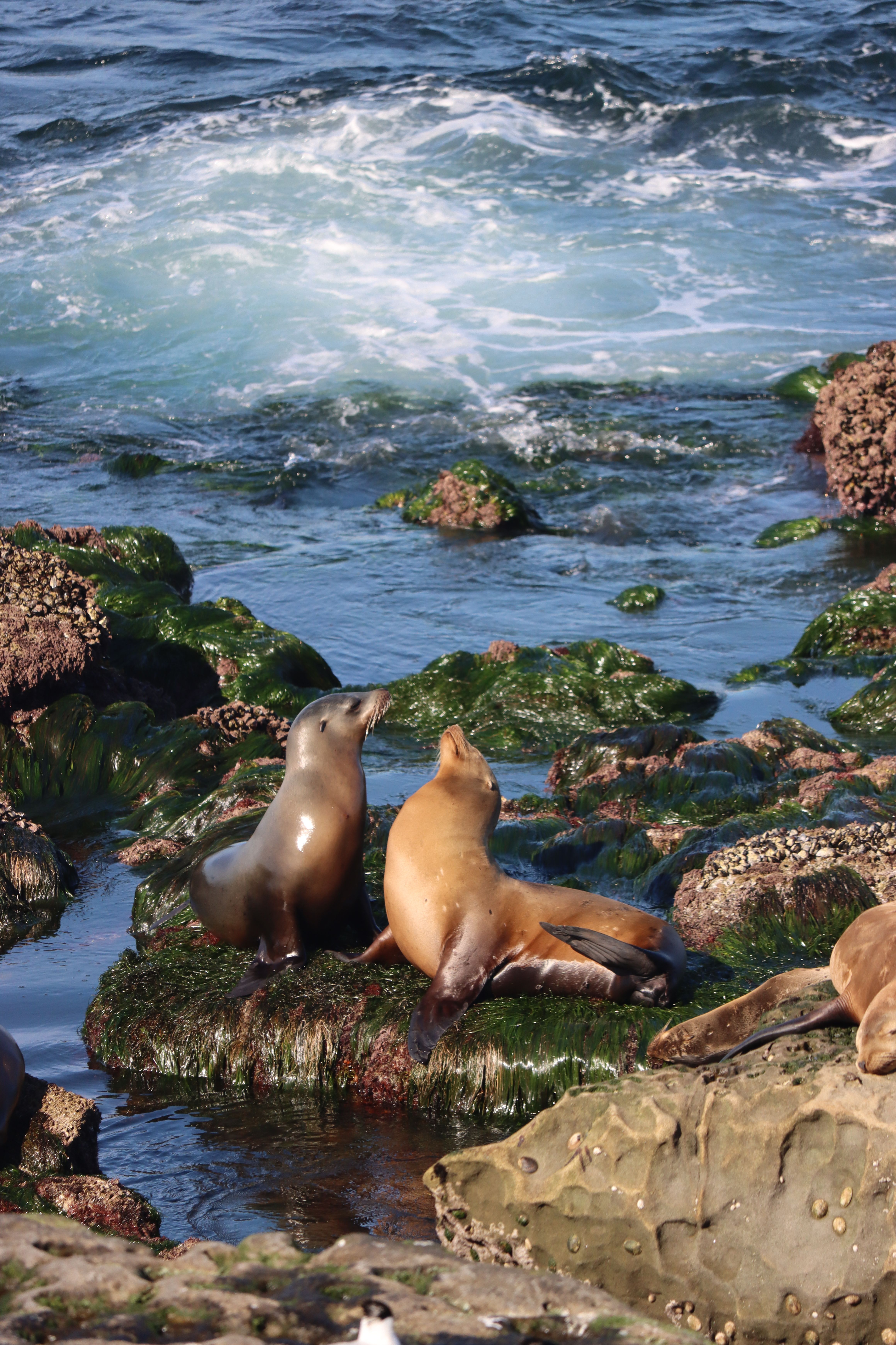 Wild sea lions, La Jolla Cove, San Diego, USA