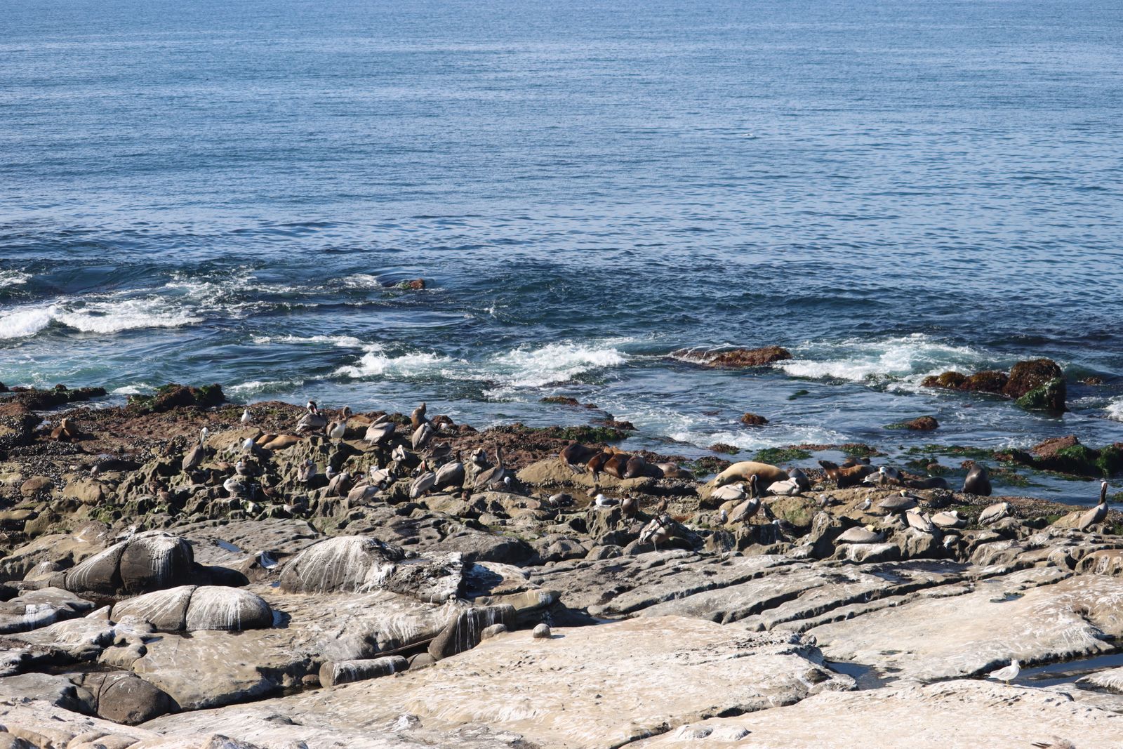 The La Jolla colony doesn't move for anyone, tour boats included