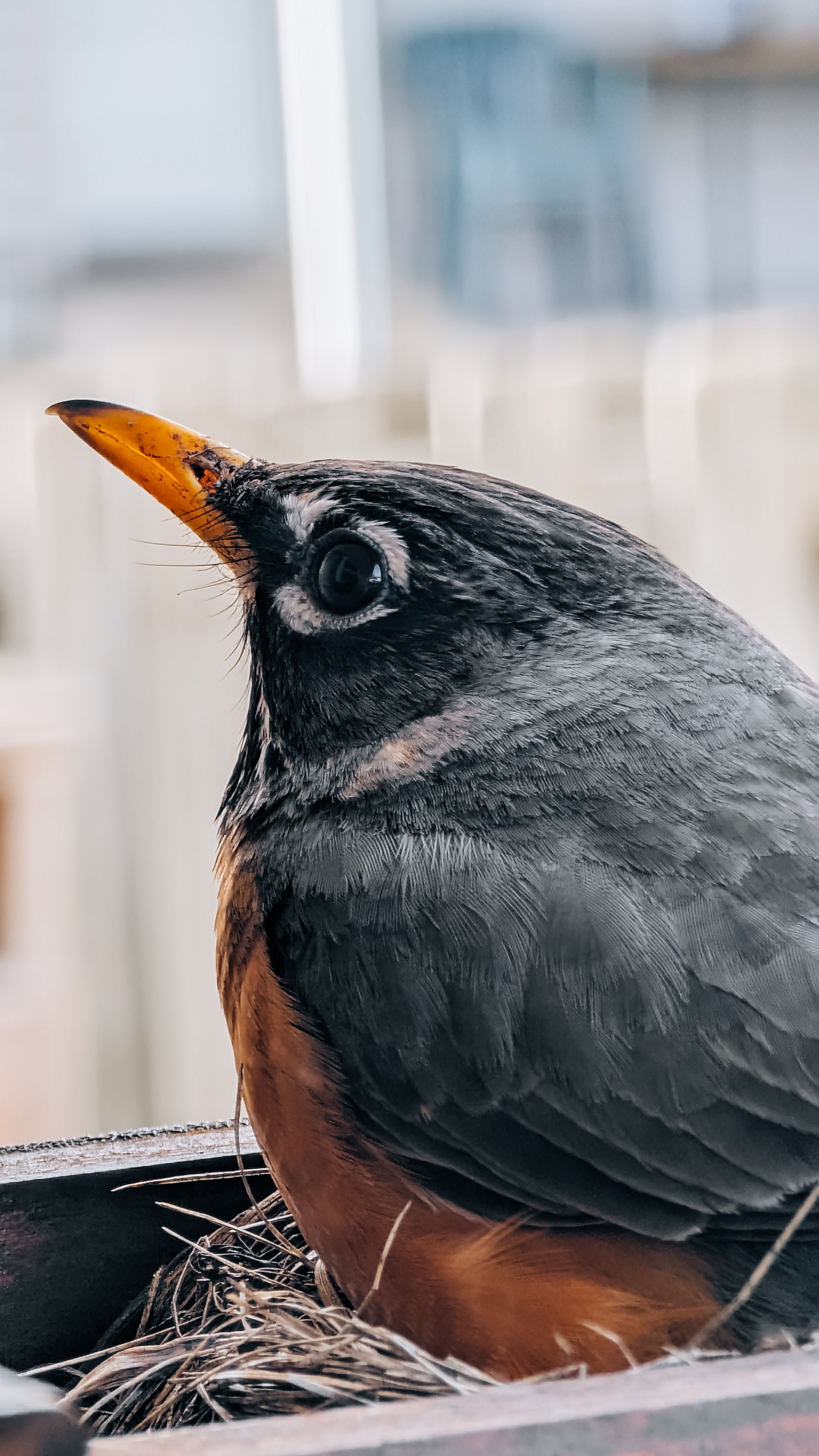 Detailed side view of an American Robin sitting in its nest, captured outdoors in MN.