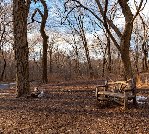 Fotobanka s bezplatnými fotkami na tému bezlisté stromy, Central Park, lavička