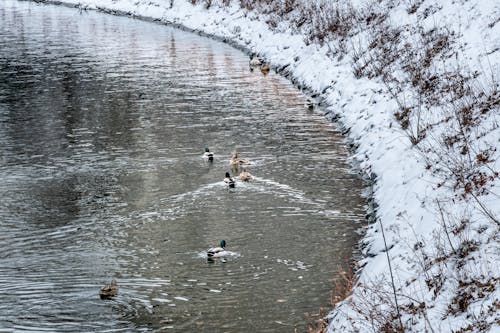 Fotobanka s bezplatnými fotkami na tému jazero, kačice, sneh