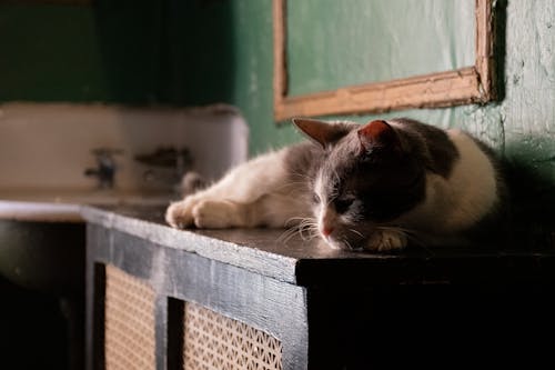 Fotobanka s bezplatnými fotkami na tému mačka, mačka spí