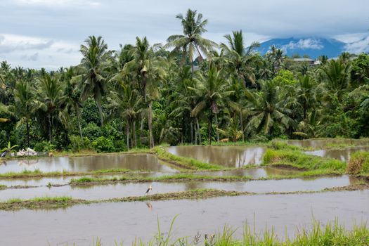 Ubud cooking class with a local family — Bali