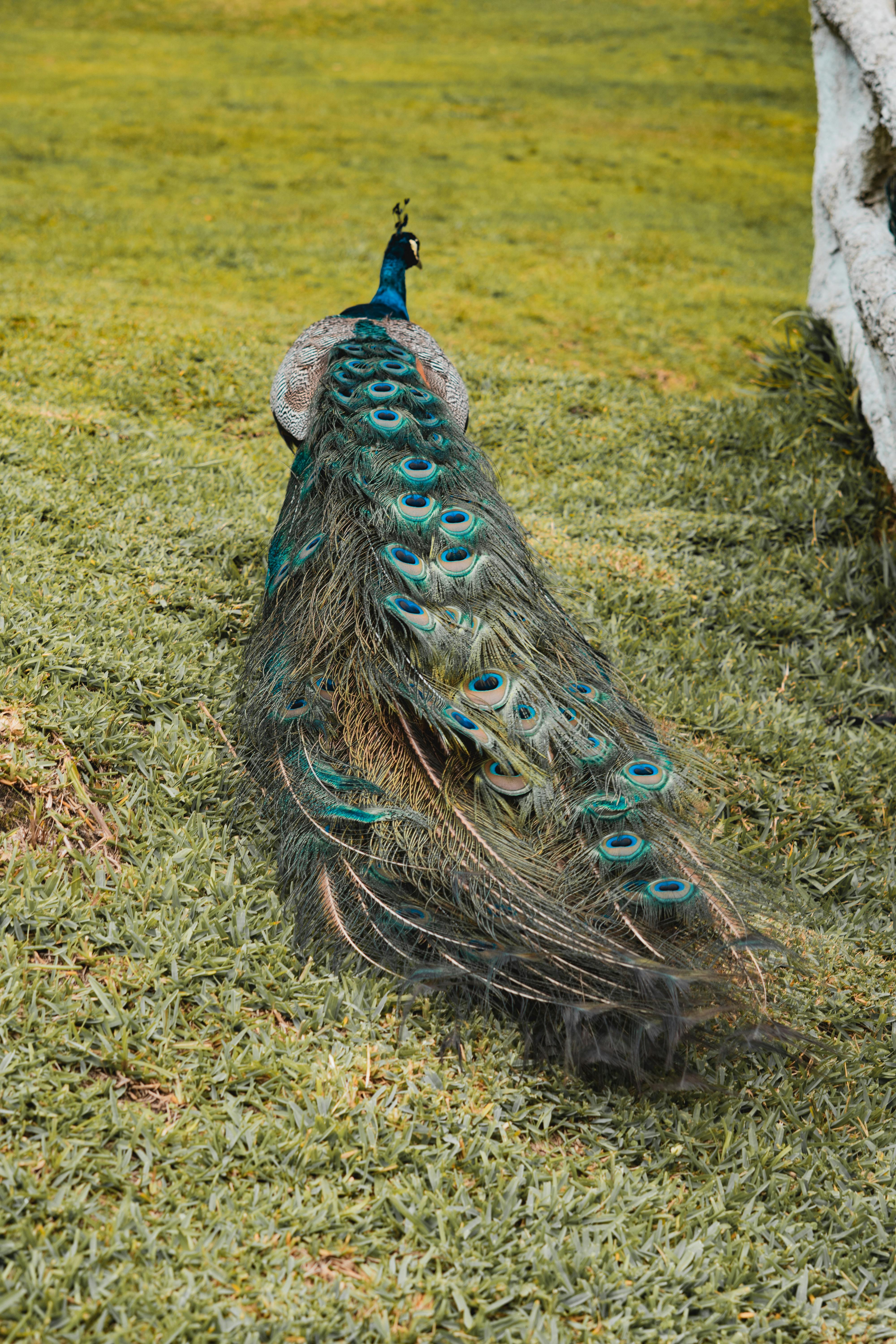De franc Imatge impressionant d'un paó que mostra les seves plomes de colors sobre una vegetació exuberant. Foto d'estoc