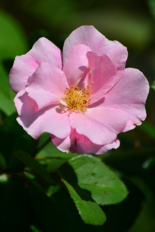 Free Close-up of a vibrant pink rose in bloom outdoors in Bandung garden. Stock Photo