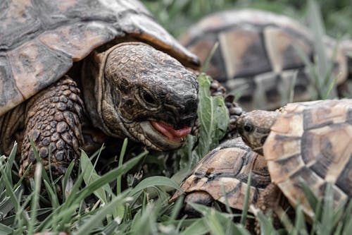 Foto De Tortugas Sobre Hierba