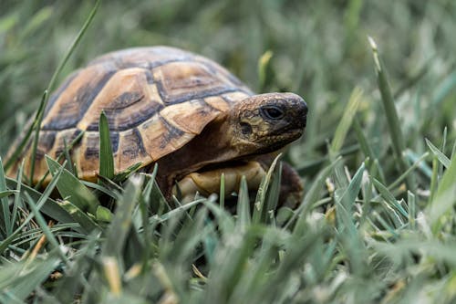 Braune Und Schwarze Schildkröte Auf Grünem Gras