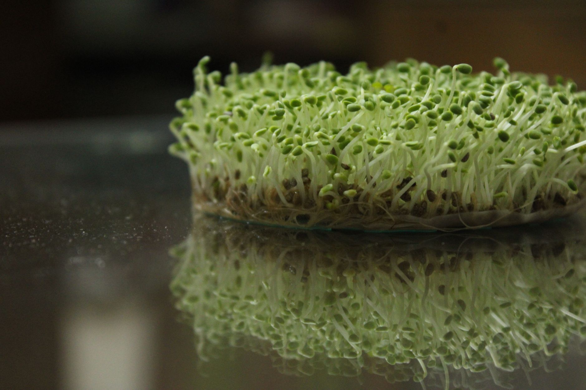Macro shot of green sprouts reflecting on a glass surface, showcasing growth.